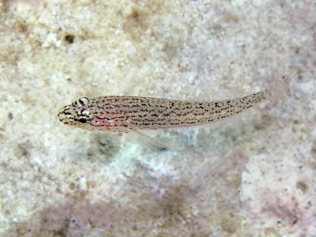 Gobius fallax (Sarato, 1889)